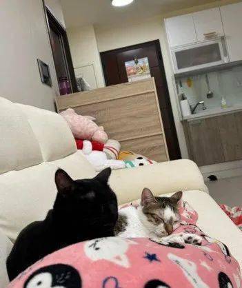 从照片中可见,碳吉跟喵吉超级爱妈妈,直接黏在大腿上睡觉,露出超幸福