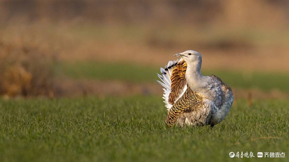 在河北沧州偶遇大鸨_鸟类_张清_保护