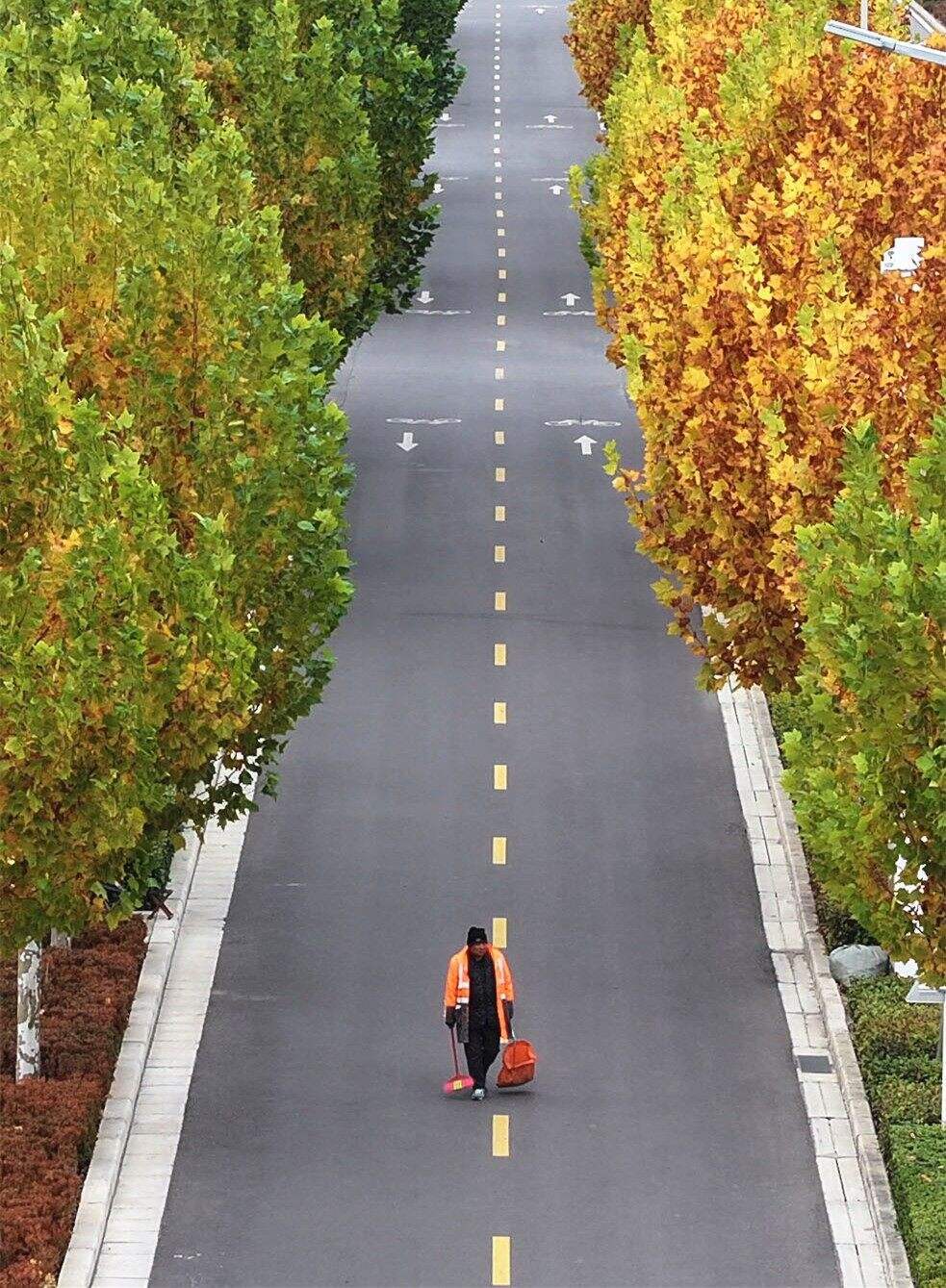 丹水大道上的法桐树橙黄相间