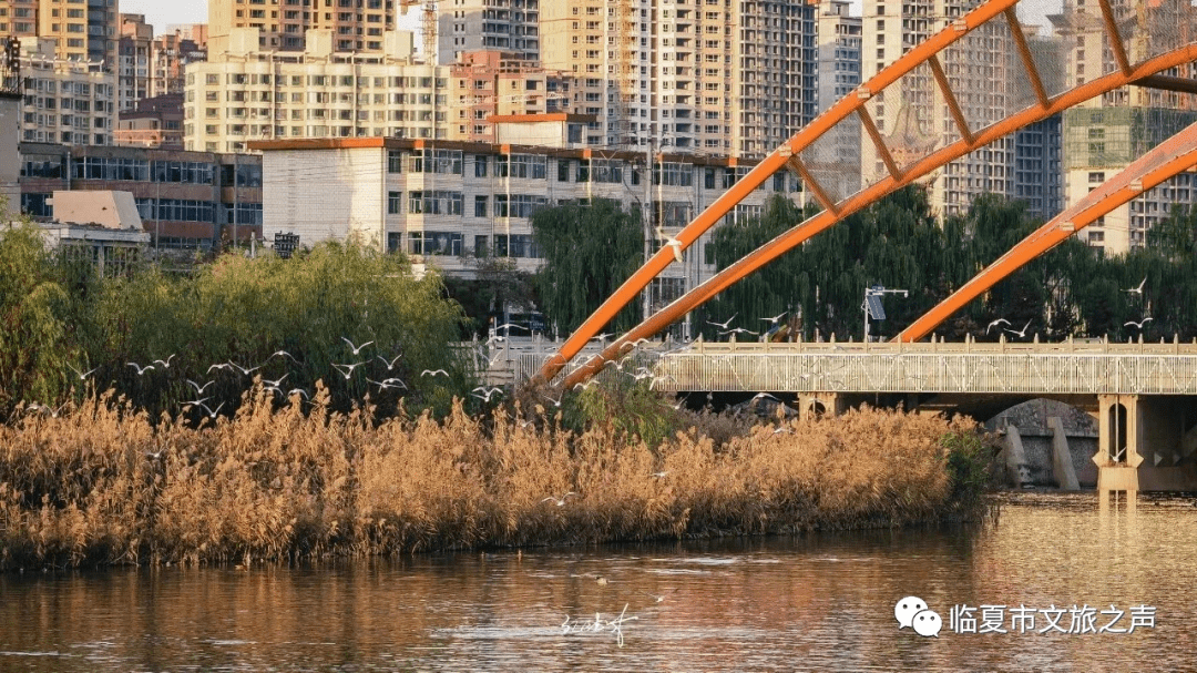 冬日暖陽,溫暖了臨夏_小城_陽光_城市