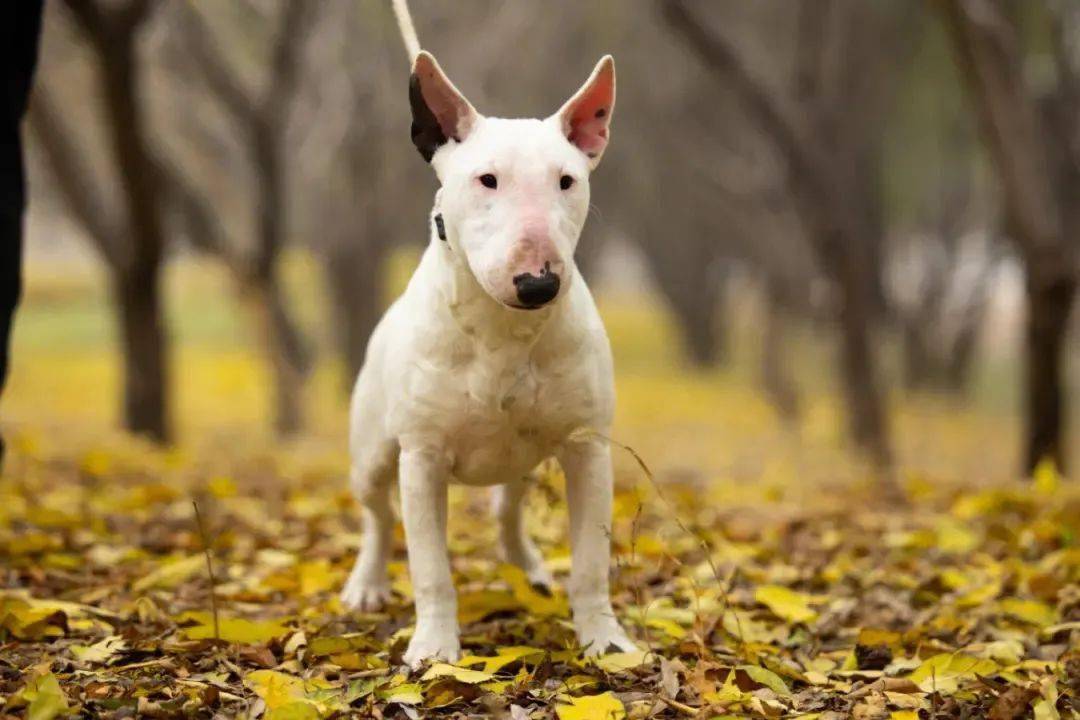 《成都市限養區禁養犬品種目錄和》