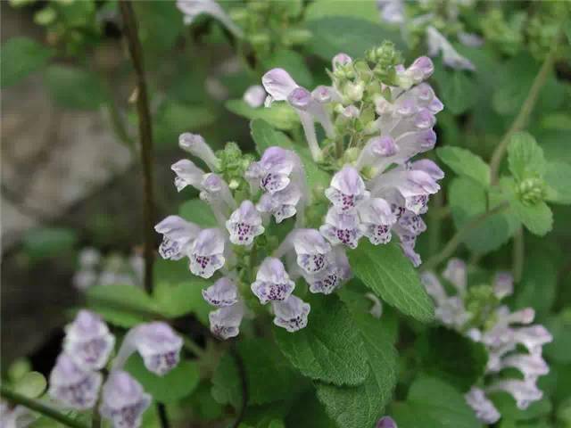 100種·常用庭院花卉植物大全_別名_菊科_夾竹桃