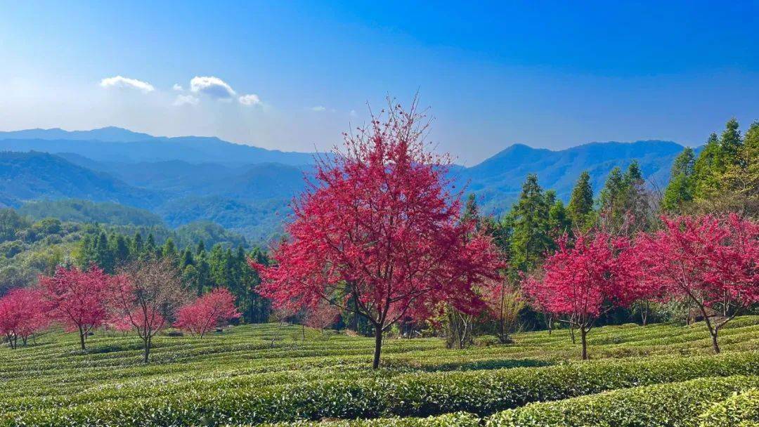 【山】|健康越野,从云谷山开始!