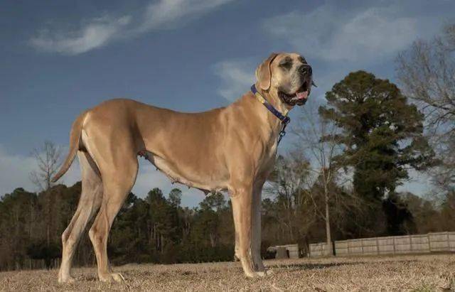 21,大丹犬greatdane20,蘇俄牧羊犬borzoi19,捷克狼犬