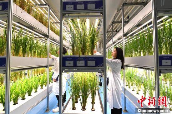 科研人员在观察水稻育种情况.记者 安源 摄植物工厂内景.