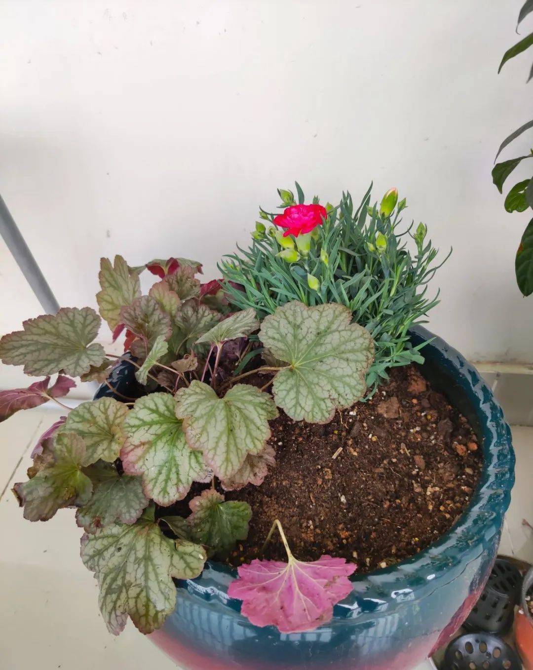 这4种彩叶植物,颜值比花高,耐阴好养特省心!_水果_开花_叶子