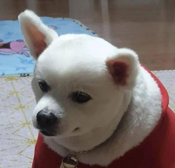 狗子的圣诞装很可爱 主人：那是它脖子上的肉