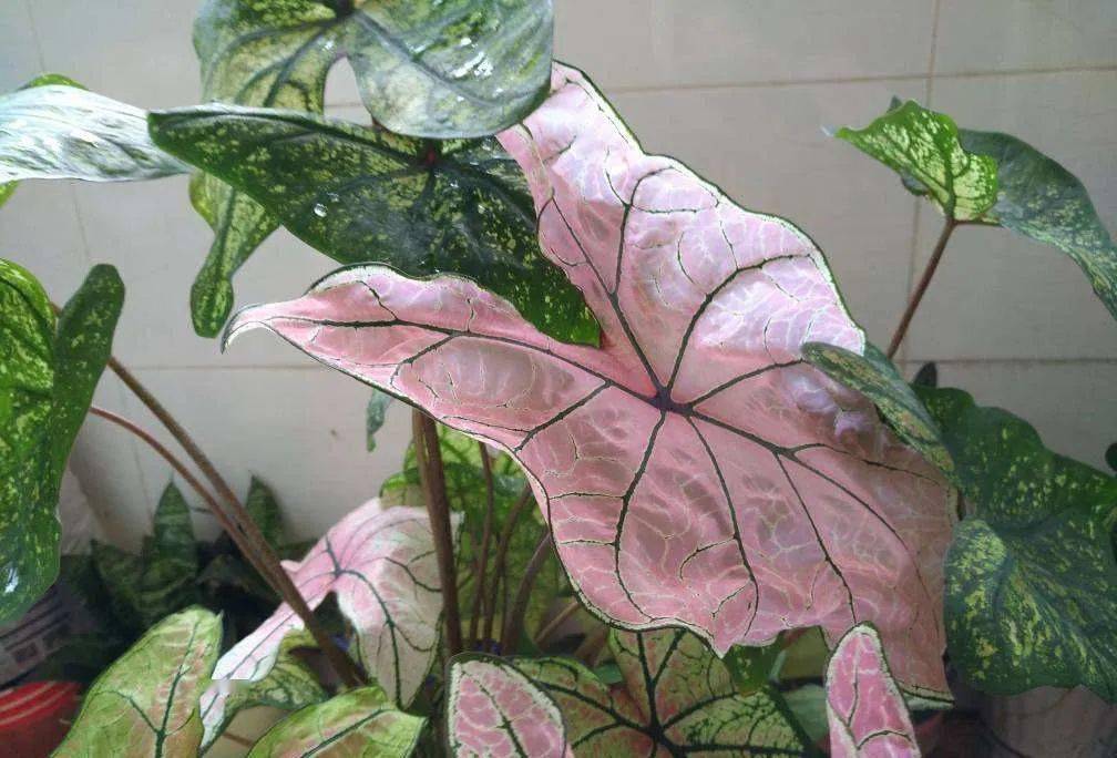 这4种彩叶植物,颜值比花高,耐阴好养特省心!_水果_开花_叶子