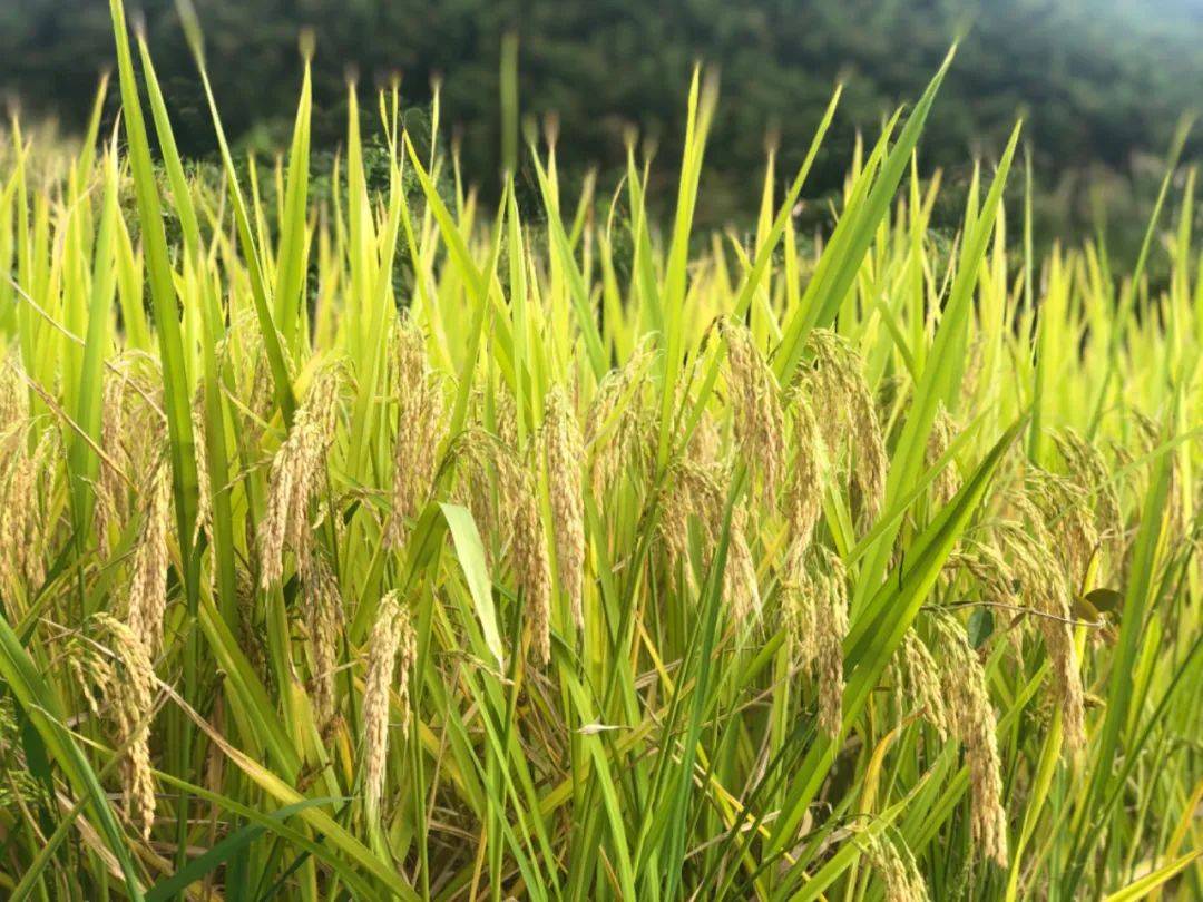 河姆渡黄金稻到"甬优"杂交稻,一粒米的7000年变迁丨宁波四季歌·水稻