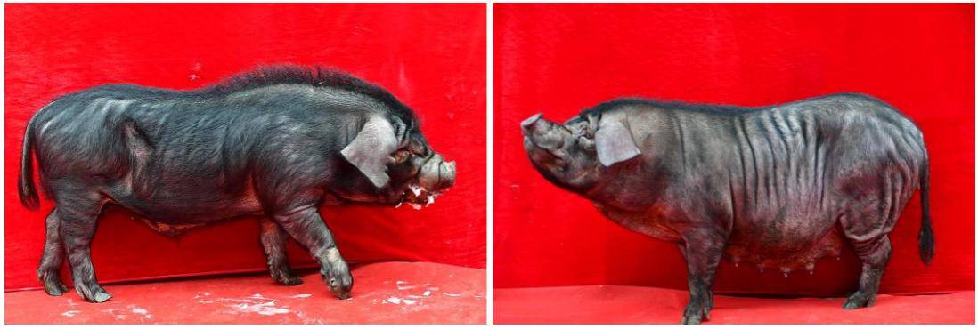 伍隍猪为原农业部1999年宣告已经灭绝的豪杆嘴型内江猪