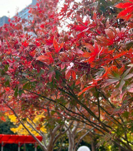 在海倫路上,北美楓香與紅磚石庫門建築相映成趣,充滿了老上海風情.