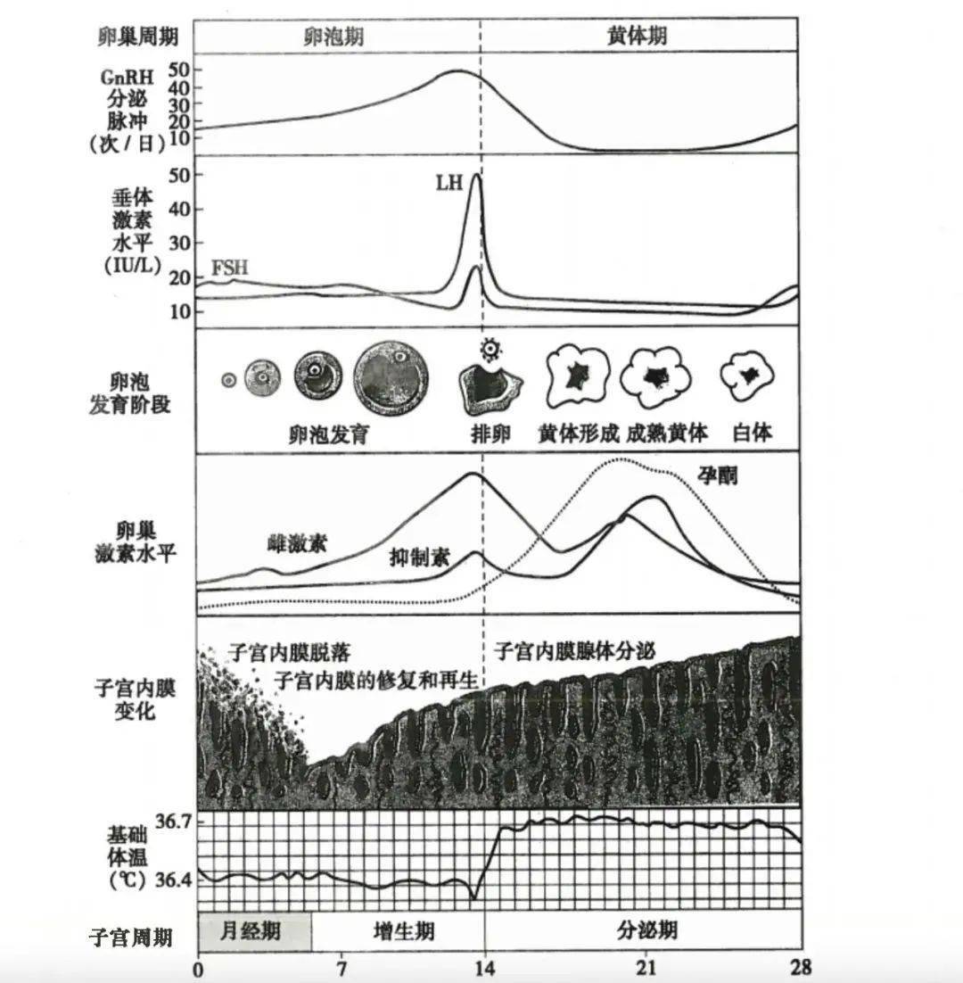 因為子宮內膜裡有螺旋小動脈和小靜脈,所以月經血是動脈血和靜脈血