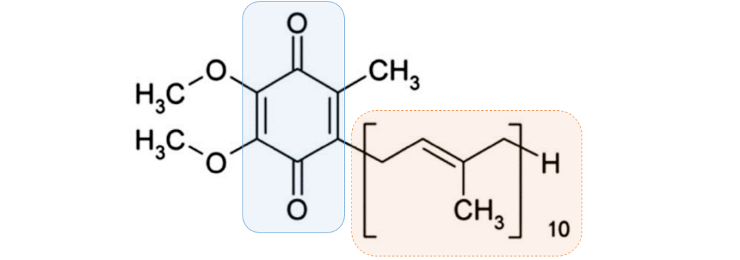 輔酶q10是一種脂溶性的醌(quinone)類化合物,因為含有10個異戊二烯