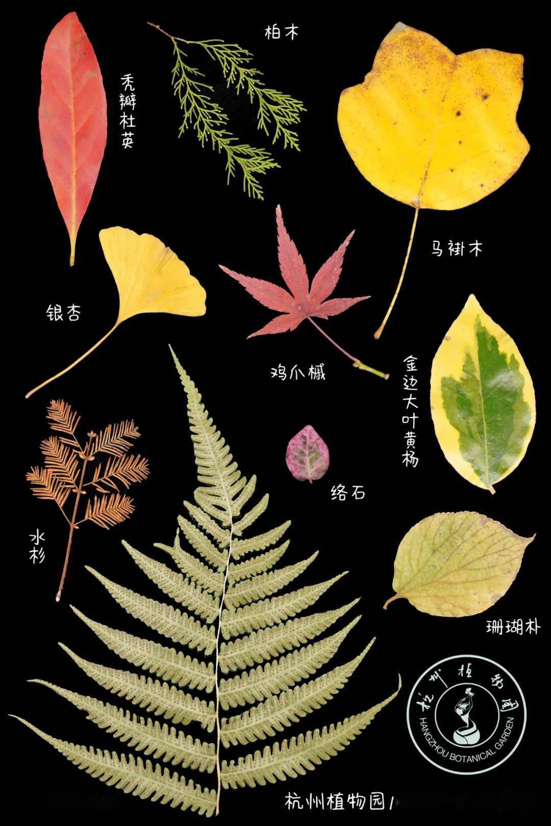 识100种叶子① | 层林尽染的秋叶,是秋天为大自然写的绝美诗篇!