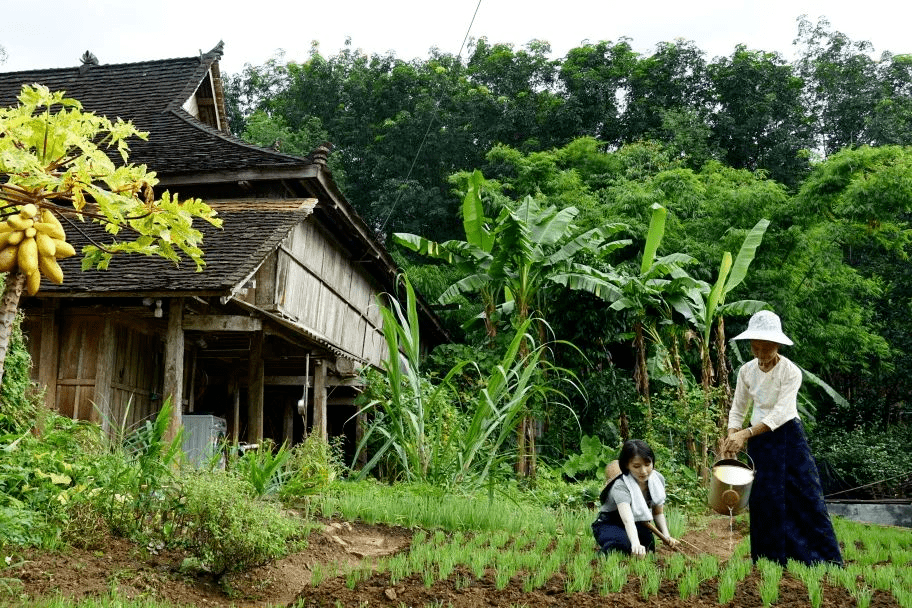 曼遠村不僅是