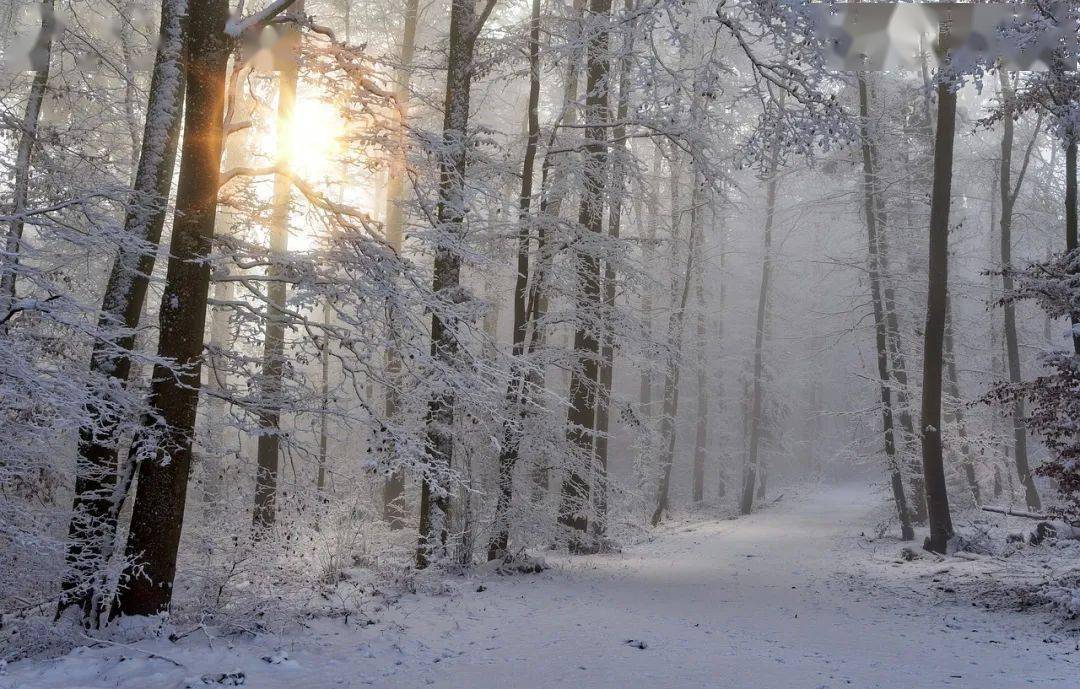 沈从文《雪》_地方_因为_狸子