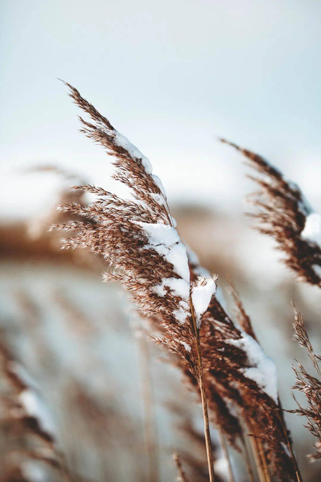 梁实秋雪图片