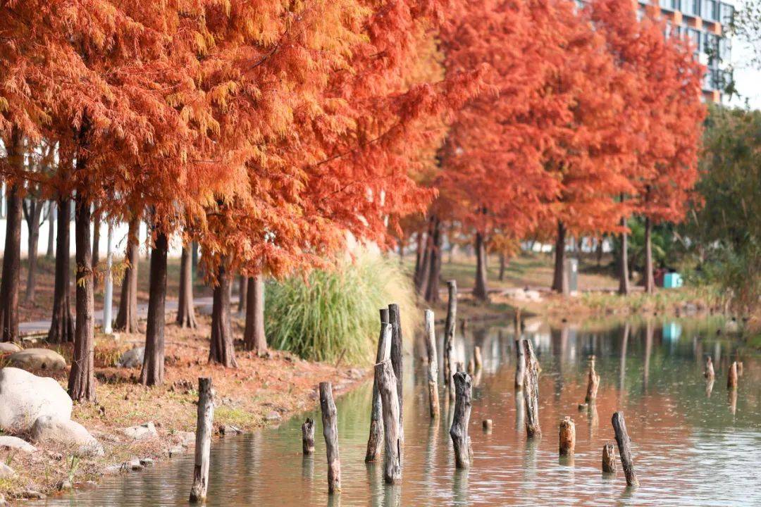 上海一週區情:紅葉楓林浸染初冬申城 老弄堂華麗變身