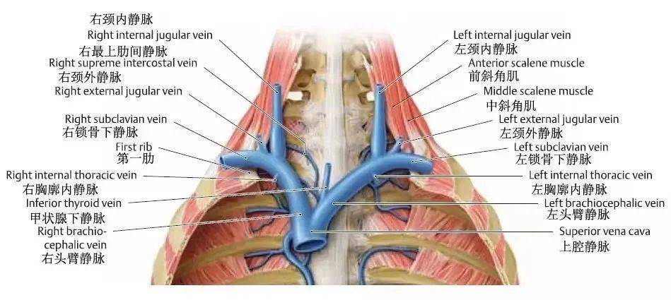 錢浩瀚:血透通路中心靜脈覆膜支架植入併發症處置策略及相關考量_血管