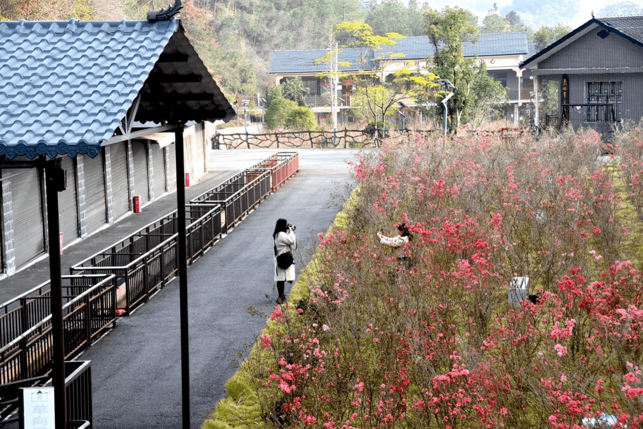 供图)杜鹃花海游人醉(何雯 供图)连日来,新邵县凤凰谷景区的杜鹃花不