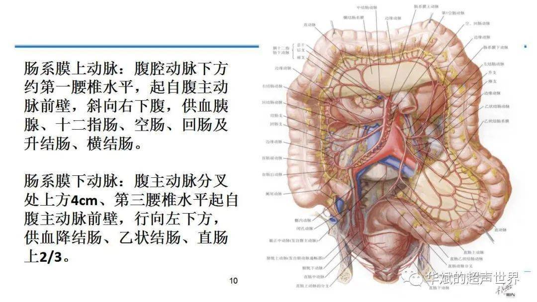 肠系膜位置解剖图图片