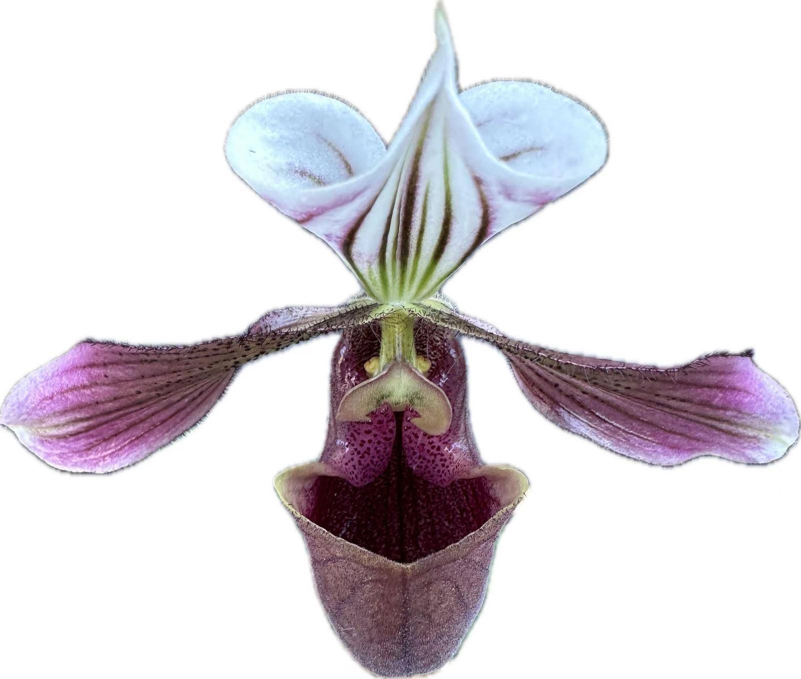 purple paphiopedilum discovered for the first time