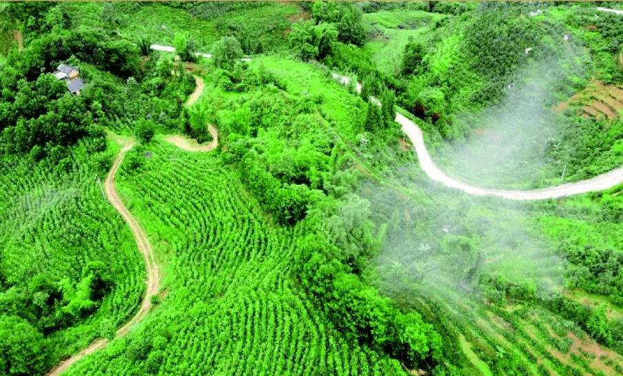 茶葉林景區茶葉林景區位於鎮康縣勐堆鄉北部,景區溫泉資源優勢得天獨