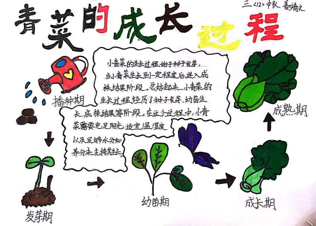 孩子们纷纷研究如何培育这小菜苗,还用手抄报的形式画出了自己的研究