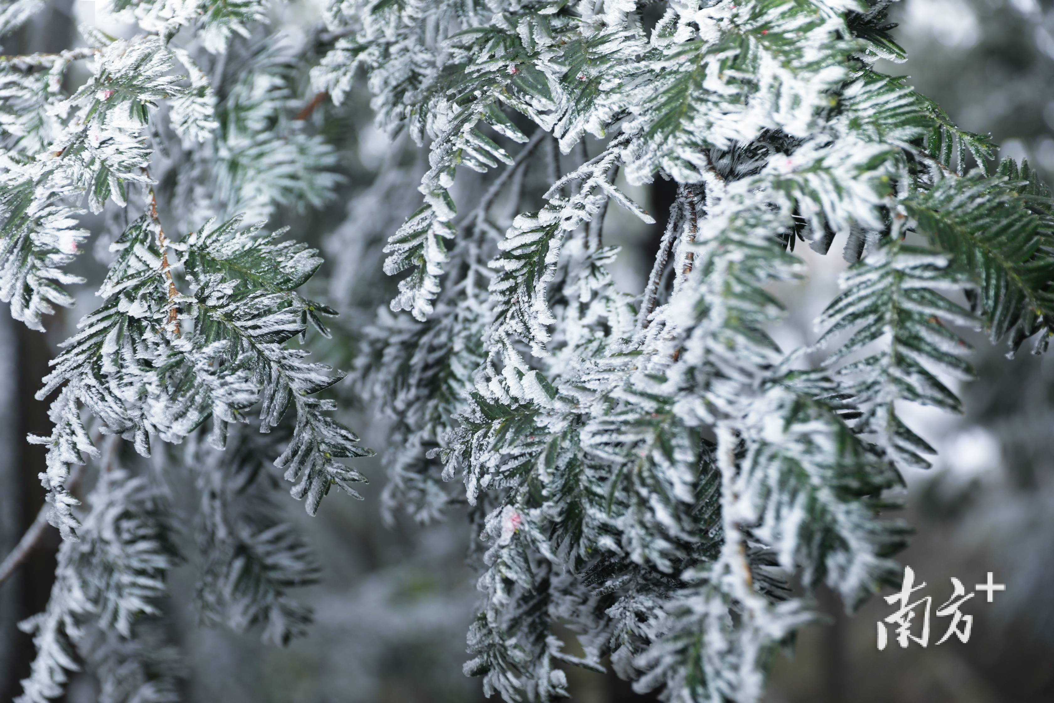 快来韶关乐昌赏"雪树银花"→_陈锴进_南方_摄影
