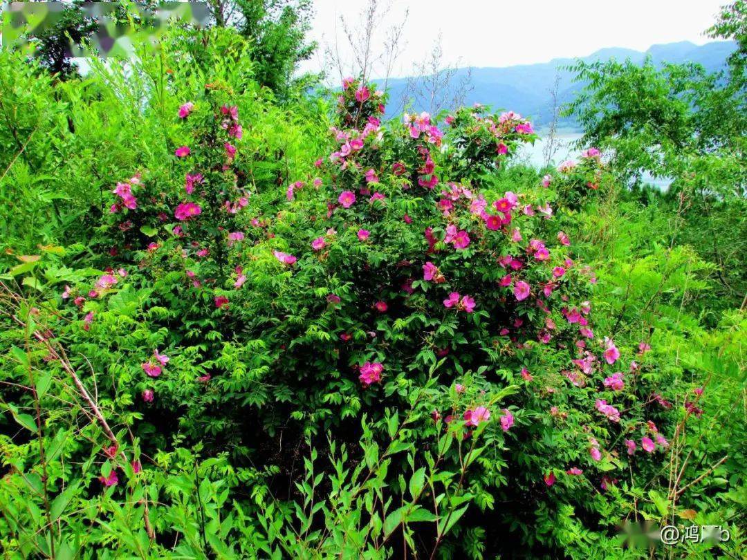 67大山里的刺玫果_本溪_印象_价值