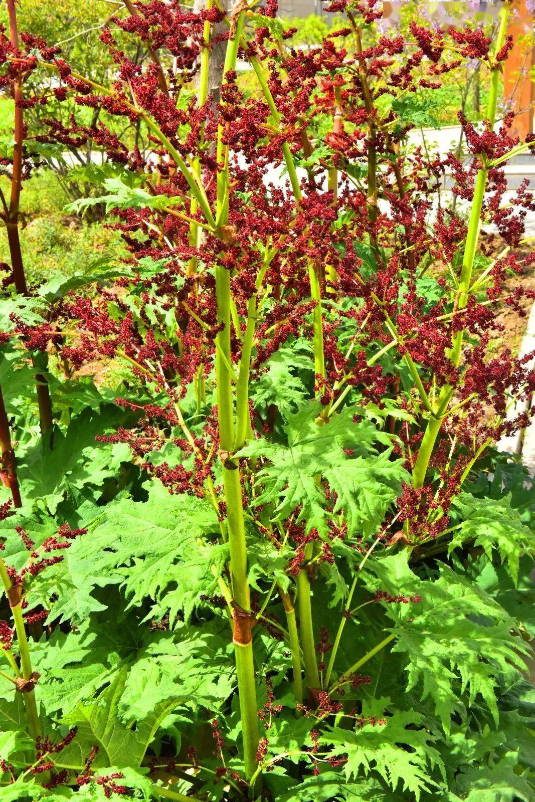 82种·中药类植物彩色图谱,值得收藏!_图片_et_sinica