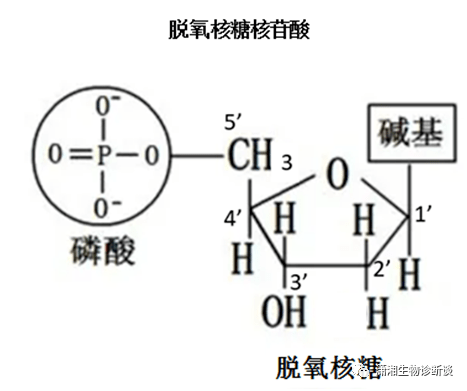 五碳糖的结构图图片