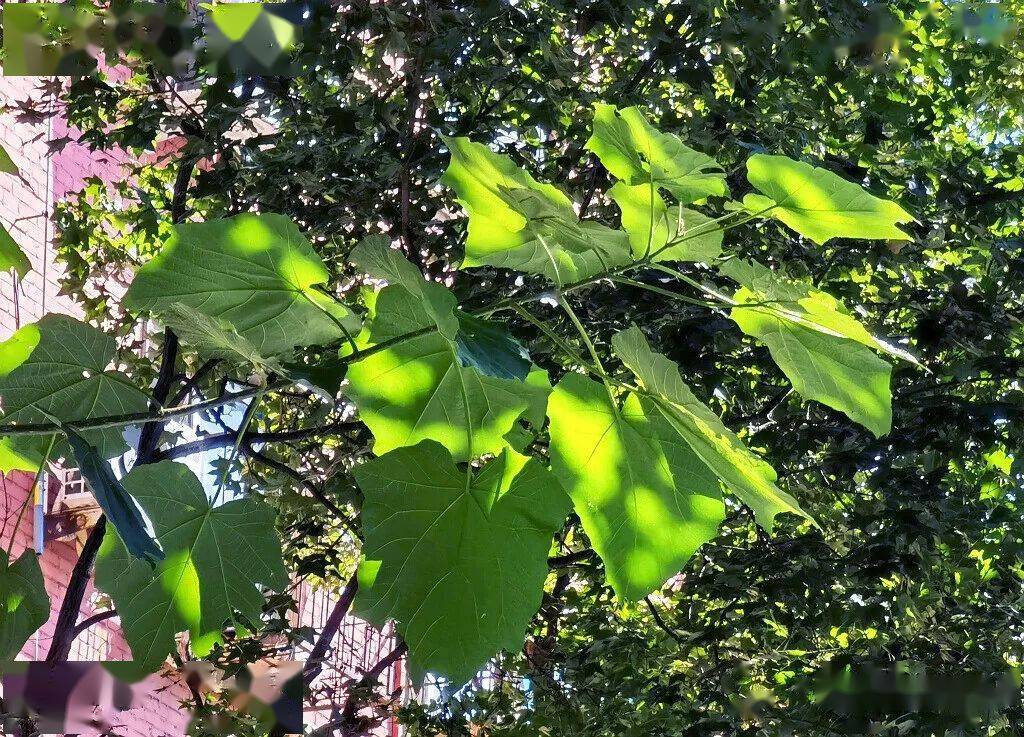 怎樣區別 梧桐 法桐 泡桐_懸鈴木_中國_行道樹