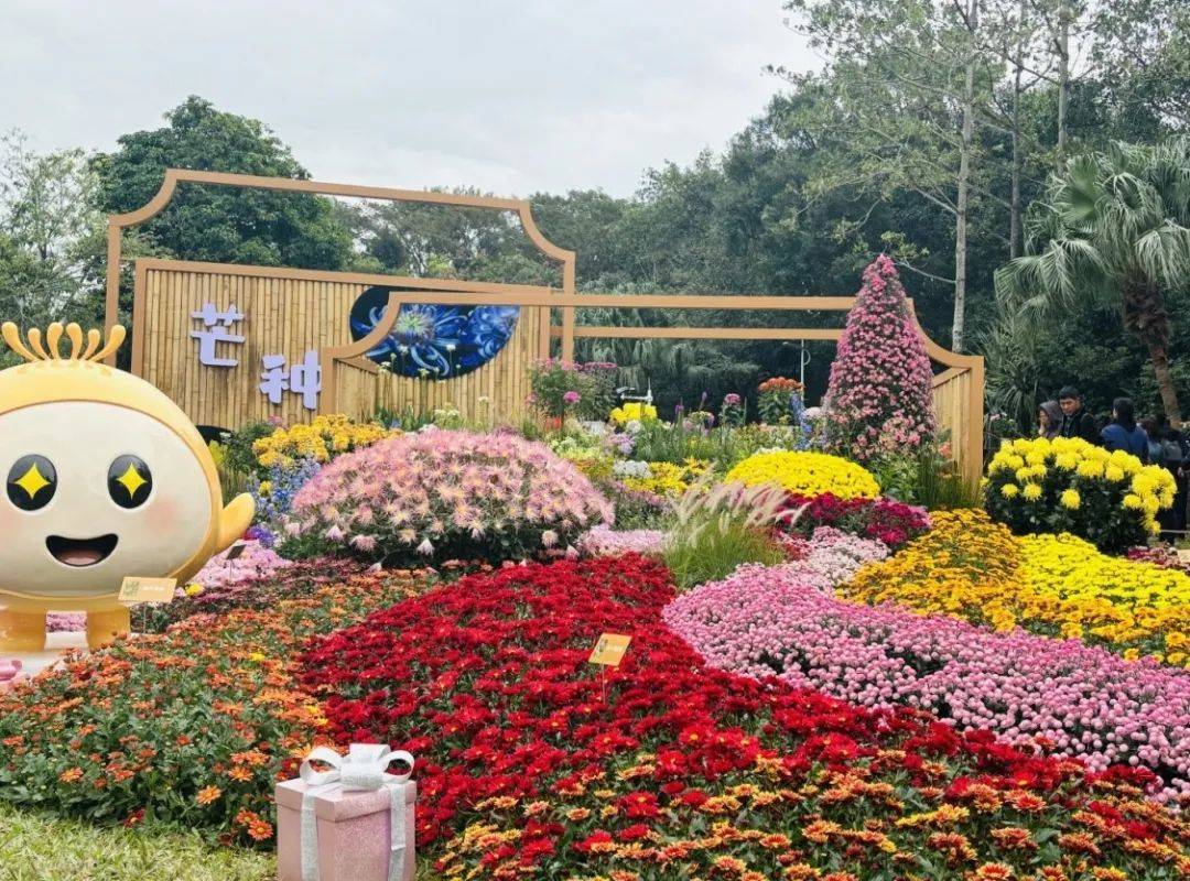 菊花盛宴展示3万余盆,品种多达300 布展面积约2万平方米东湖公园作为