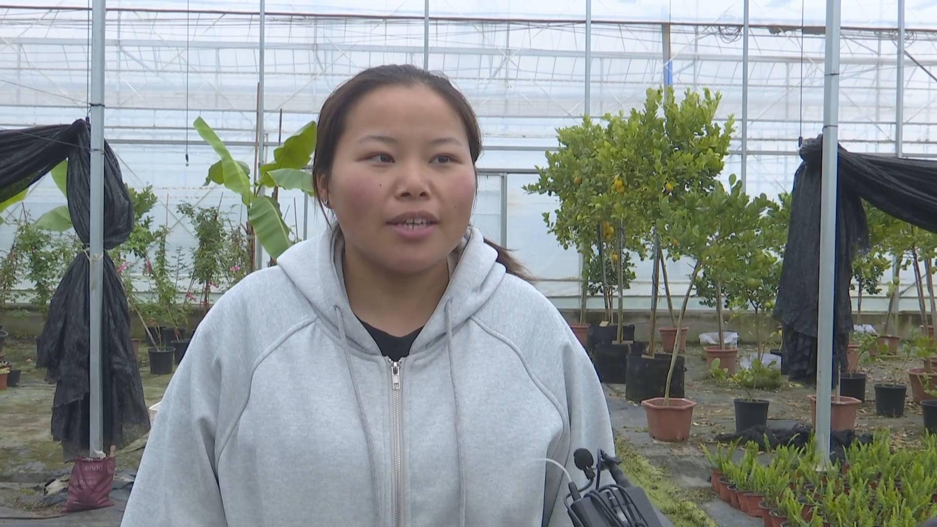 南昌县武阳镇:美丽乡村兴起新产业 温室大棚绽放"美丽经济"_花卉_销售
