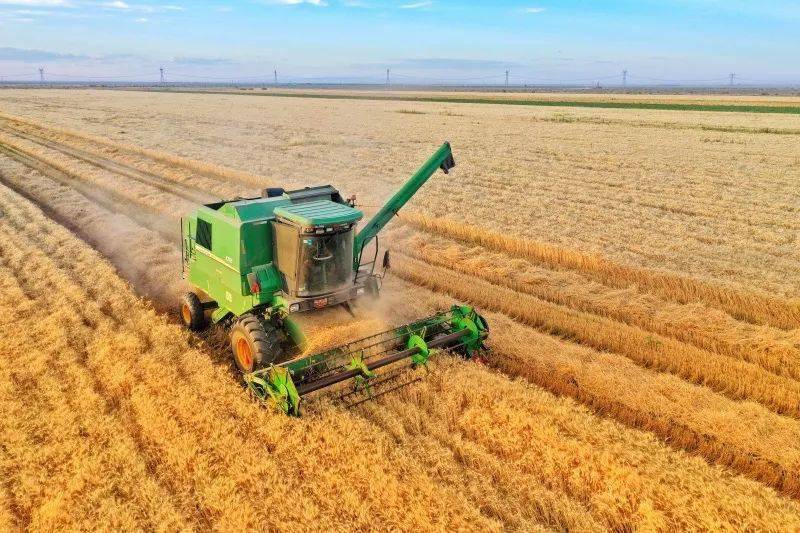 两项全国第一 新疆种粮有一手_种植_面积_示范