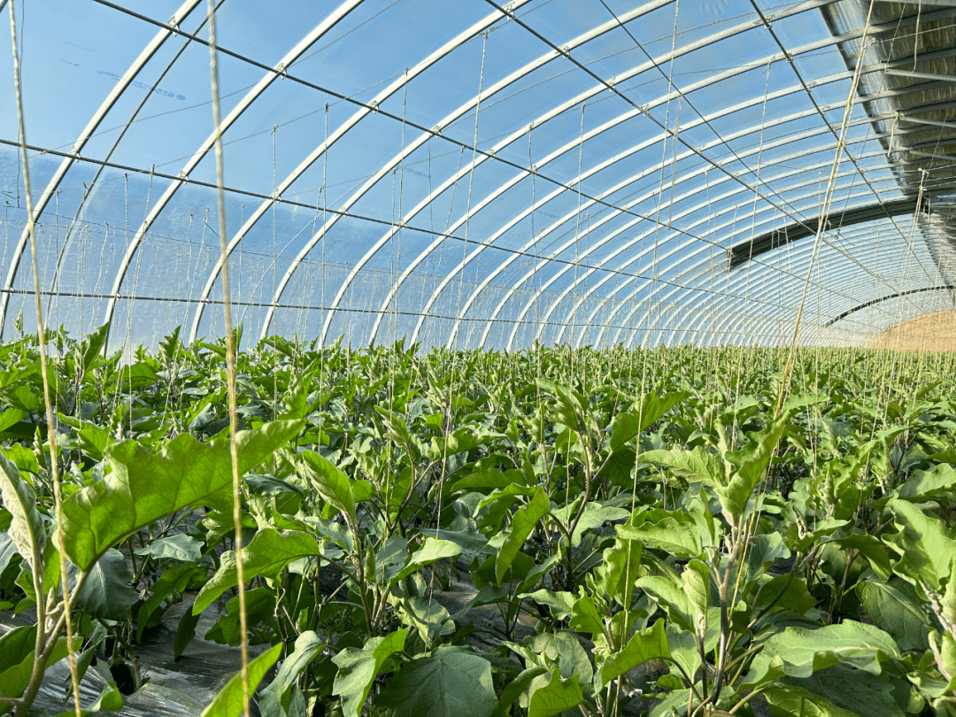 【乡村振兴】靖远:日光温室促振兴,特色产业促发展_种植_大棚_茄子