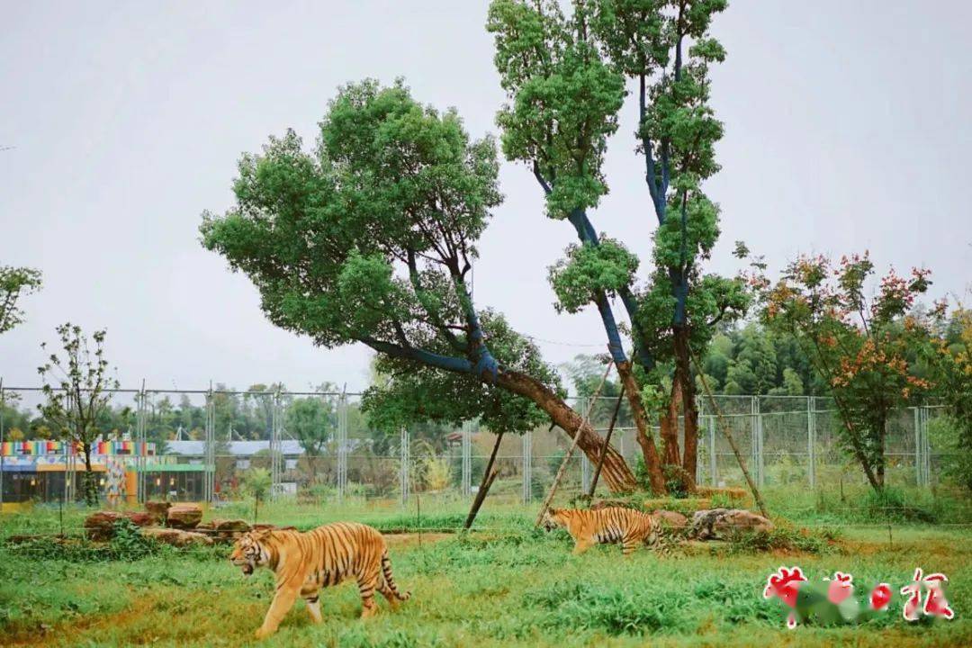 常德野生動物世界自2022年開園以來,已成為漢壽縣旅遊業重要的輸出