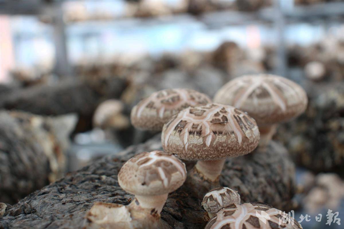 今年随州香菇全产业链产值达300亿_中国_农户_乡村