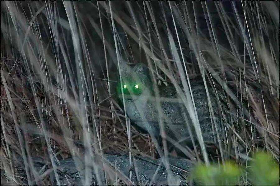 福田這個國家級自然保護區上榜→_深圳_棲息地_獼猴