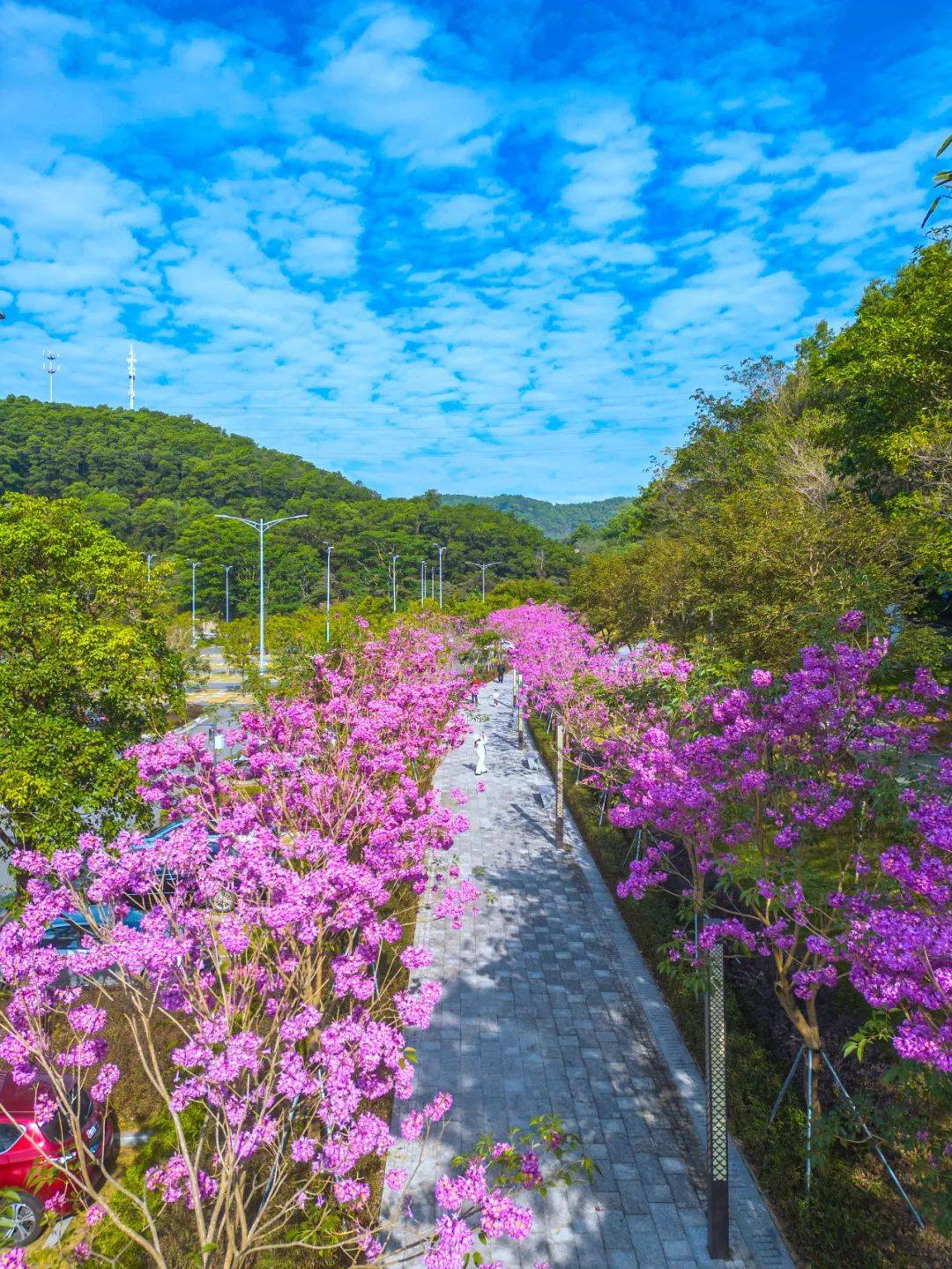 江门花海盛放,实力圈"粉"!_铃木_群星_公园