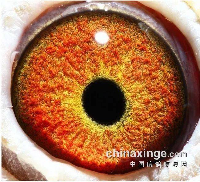 「鸽眼」看鸽眼识冠军答案揭晓 它被冷落了?_娱乐_天气_汤圆