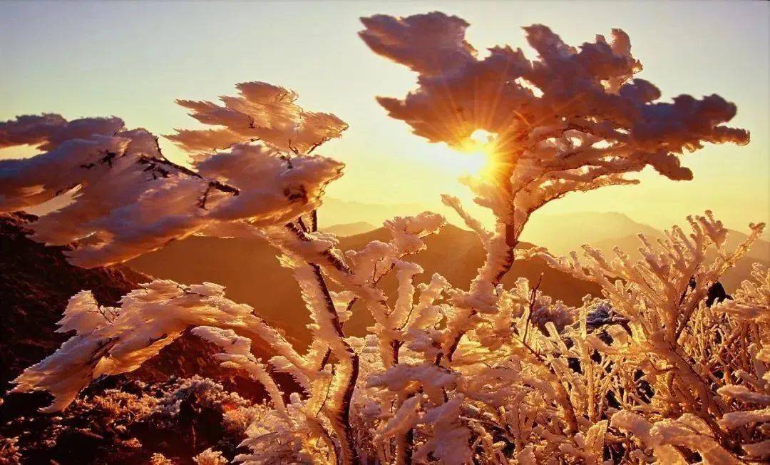 该轮到括苍山的雾凇火了!