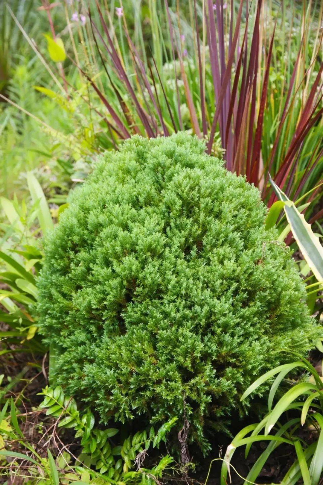 【科宝有话说 (六十八)】自然成型,圆润可爱的柏树——皮球柏_奉贤区