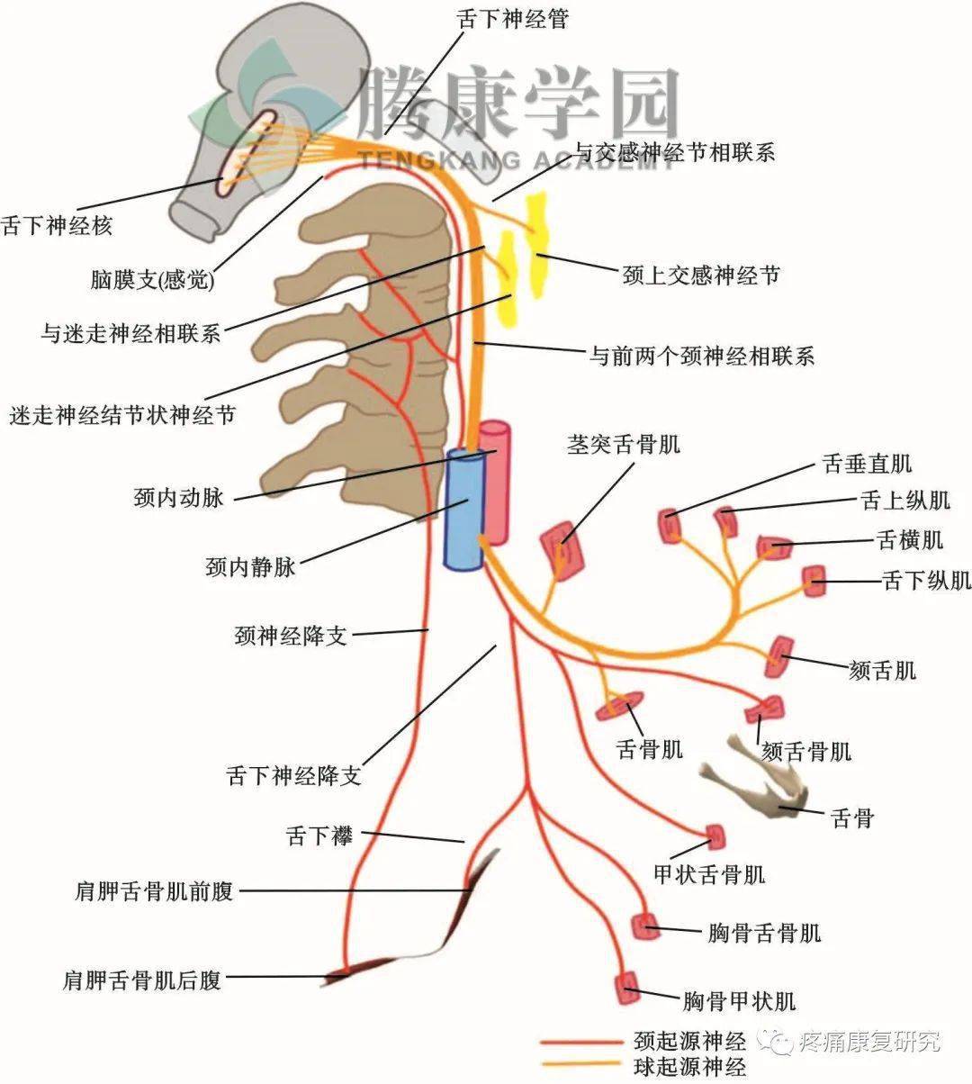 肩胛舌骨肌综合症图片