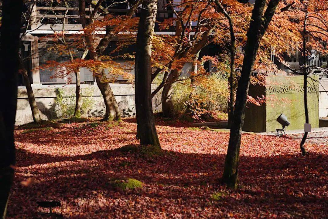 京都紅葉, 一期一會_庭園_寺廟_日本