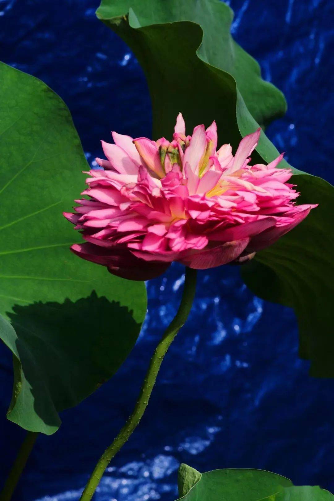 水乡荷花leica m240 elmar c90/4 2023/6 老易 摄浙江松阳法昌寺leica