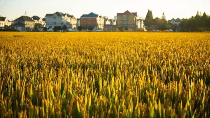 上海羅涇,能否講好