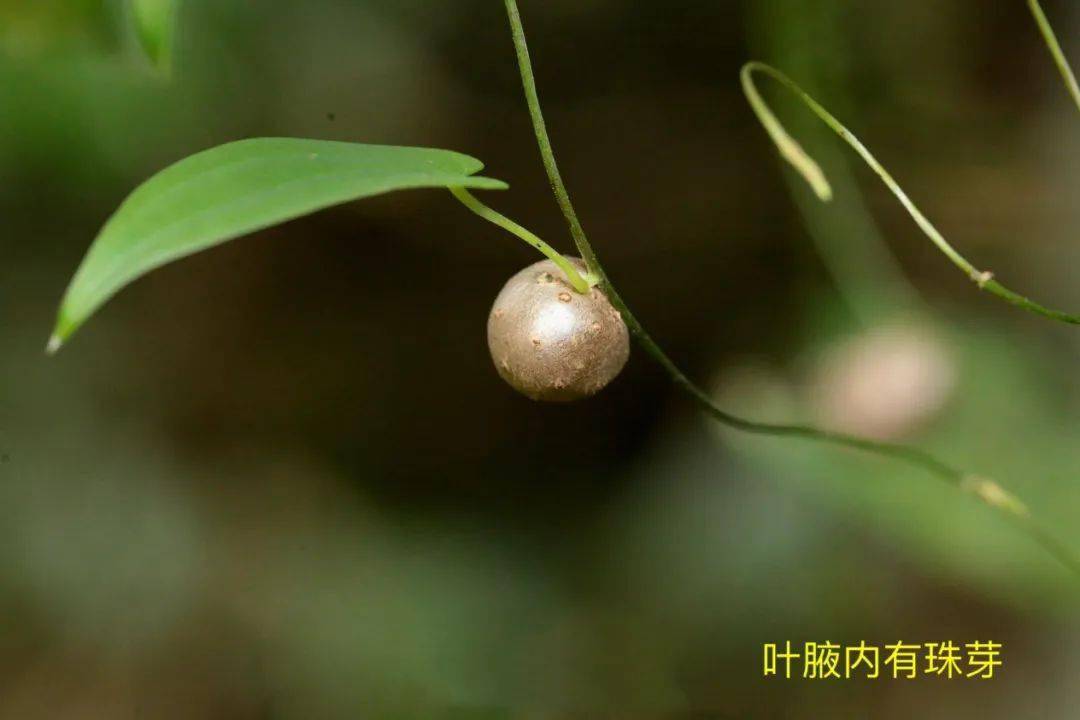 良药佳肴保健康,日本薯蓣响当当 百草团畲药系列之(八十八)(知药知