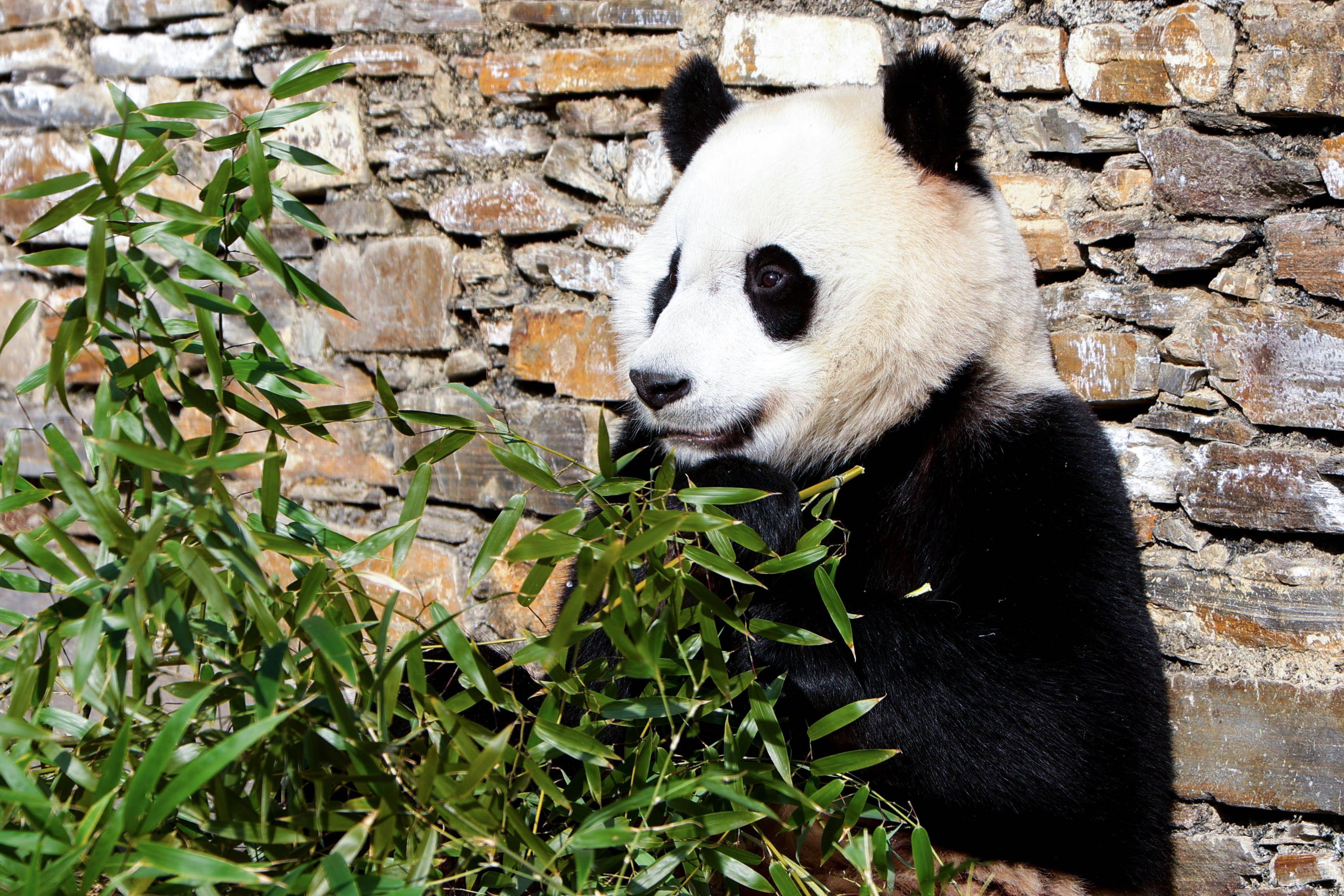 (社会)四川成都:大熊猫"小奇迹"结束隔离检疫 与公众见面_卧龙_陈居伟